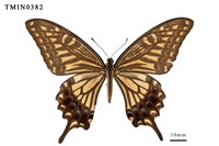 藏品(柑橘鳳蝶)的圖片